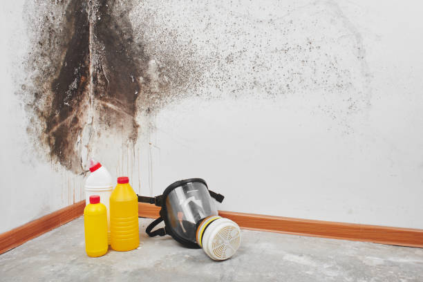Best Mold Testing  in Black Diamond, FL