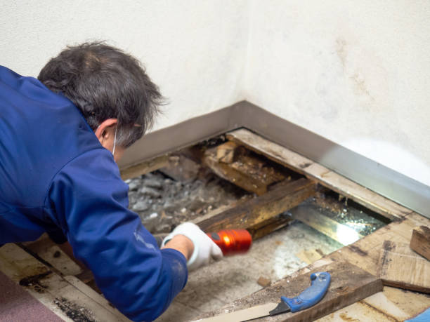Best Mold Removal Company Near Me  in Black Diamond, FL