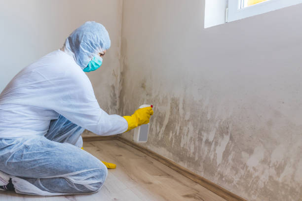 Best Commercial Mold Removal  in Black Diamond, FL