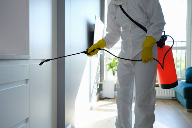 Best Certified Mold Removal  in Black Diamond, FL
