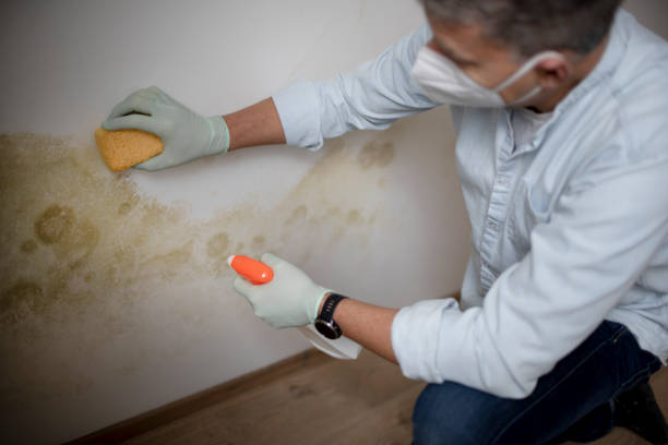 Best Same-Day Mold Removal  in Black Diamond, FL