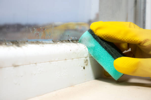 Attic Mold Removal in Black Diamond, FL