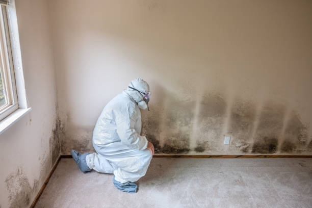Best Emergency Mold Removal  in Black Diamond, FL