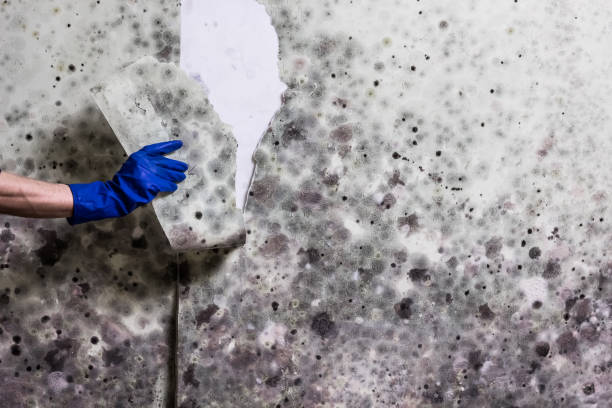 Best Home Mold Removal  in Black Diamond, FL